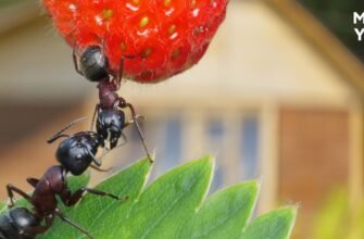 Ефективні методи боротьби з мурахами: як позбутися шкідників вдома