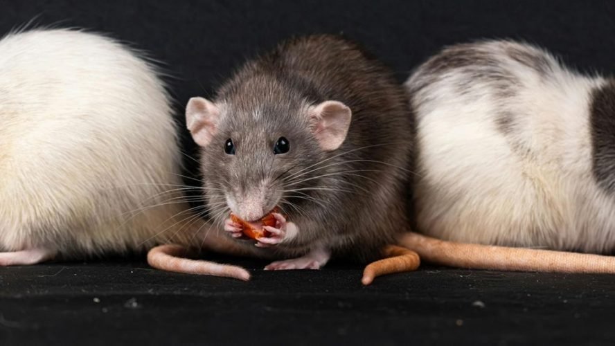 Як зловити мишу: вичерпний посібник для всіх - Izum