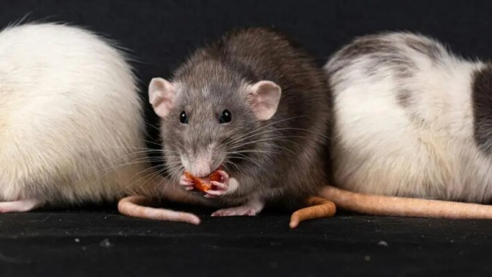 Ефективні методи боротьби з мишами: як захистити свій дім від гризунів