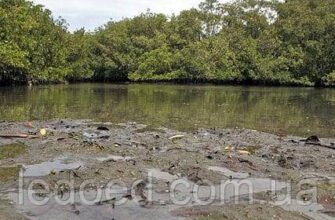 Ефективні методи чистки ставка від мулу: покрокове керівництво