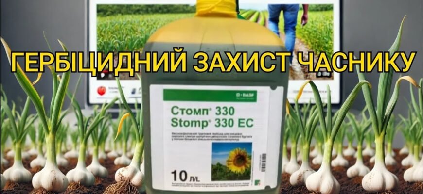 Ефективні методи обприскування часнику для захисту від бур’янів