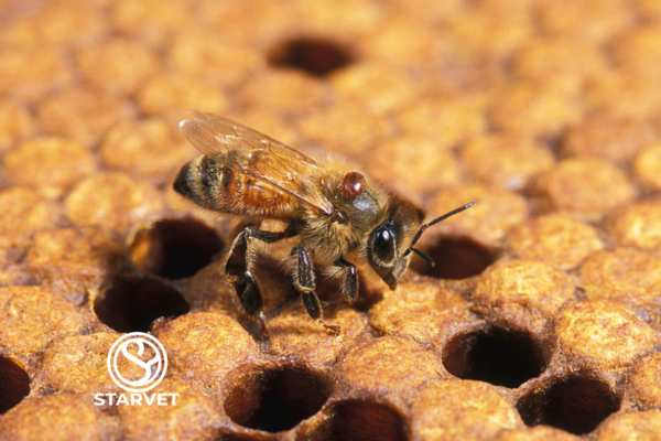 Ефективні методи обробки бджіл від кліща влітку: поради пасічникам