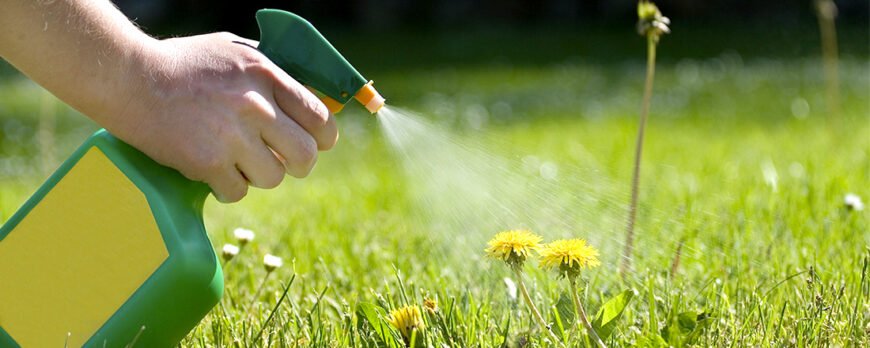 Ефективні методи обробки буряків для захисту від бур’янів