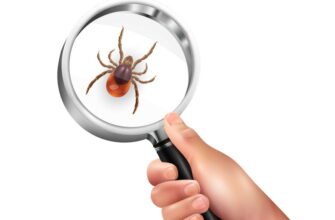 Ефективні методи обробки ділянки від кліщів: захист вашого саду