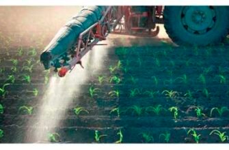 Ефективні методи обробки кукурудзи від бур’янів: поради та засоби