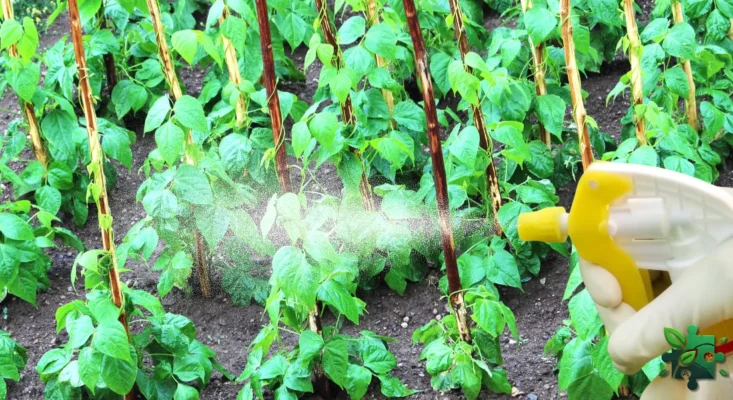 Ефективні методи обробки квасолі від бур’янів: поради та засоби