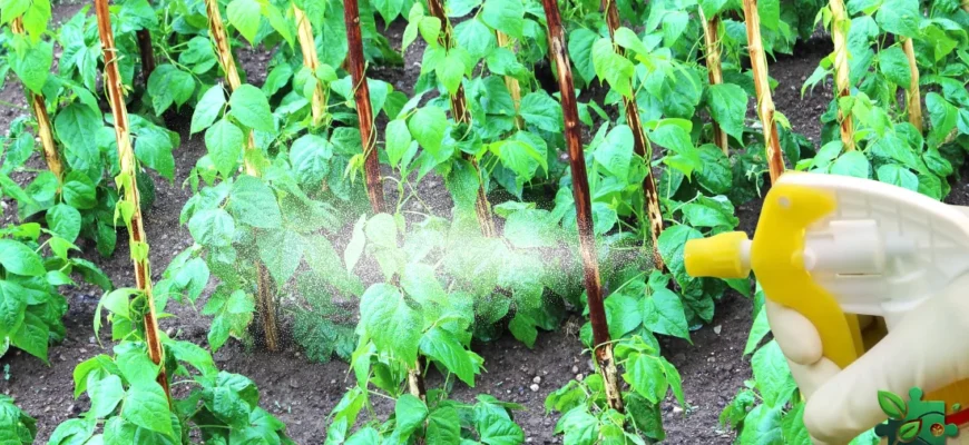 Ефективні методи обробки квасолі від бур’янів: поради та засоби