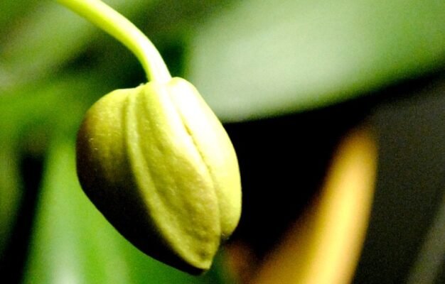 Ефективні методи обробки орхідей від шкідників у домашніх умовах