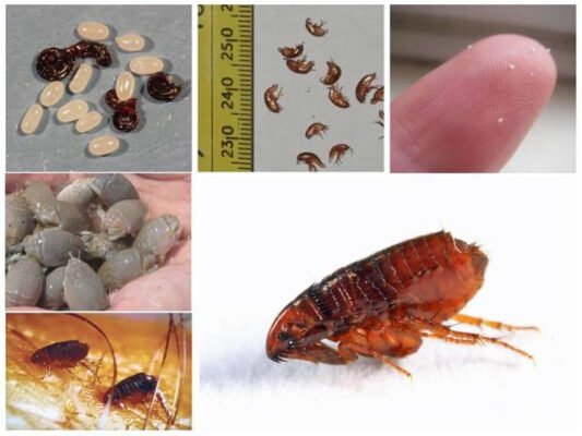 Ефективні методи обробки приміщення від бліх: поради та рекомендації