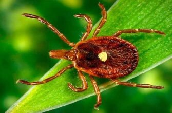 Ефективні методи обробки території від кліщів: поради та рекомендації