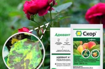 Ефективні методи обробки троянд: захист від захворювань рослин