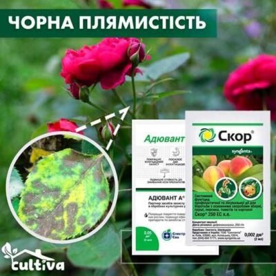 Ефективні методи обробки троянд: захист від захворювань рослин