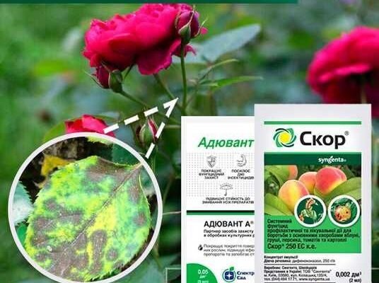 Ефективні методи обробки троянд: захист від захворювань рослин