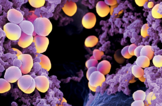 Ефективні методи очищення організму від стафілококу в домашніх умовах