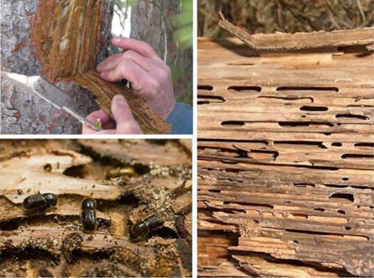 Ефективні методи захисту дерев’яних виробів від тріла жуків