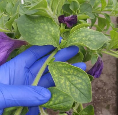 Ефективні методи захисту рослин: як боротися з атакою жуків