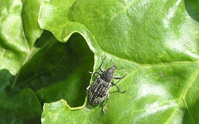 Вишнева муха - методи боротьби