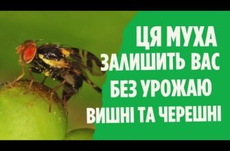 Ефективні методи захисту ваших вишень від навали вишневої мухи