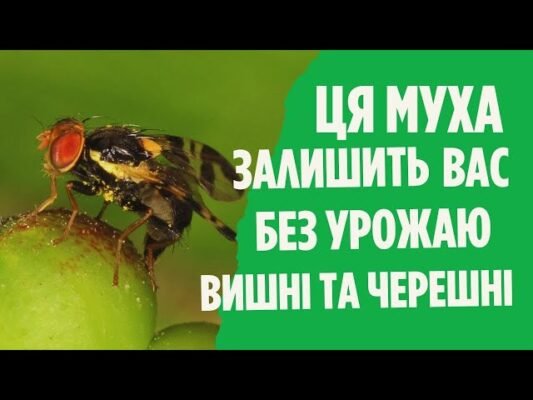 Ефективні методи захисту ваших вишень від навали вишневої мухи