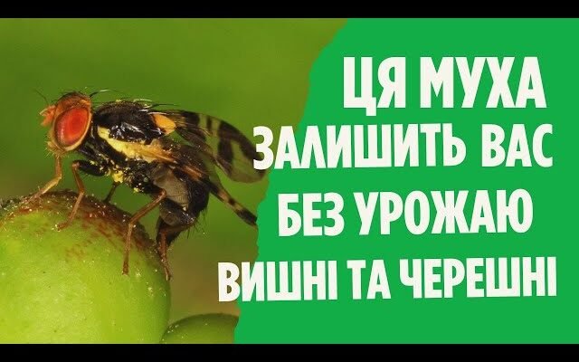 Ефективні методи захисту ваших вишень від навали вишневої мухи