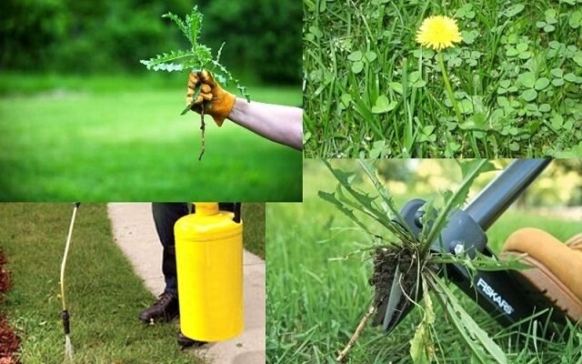 Ефективні методи застосування отрути для боротьби з бур’янами