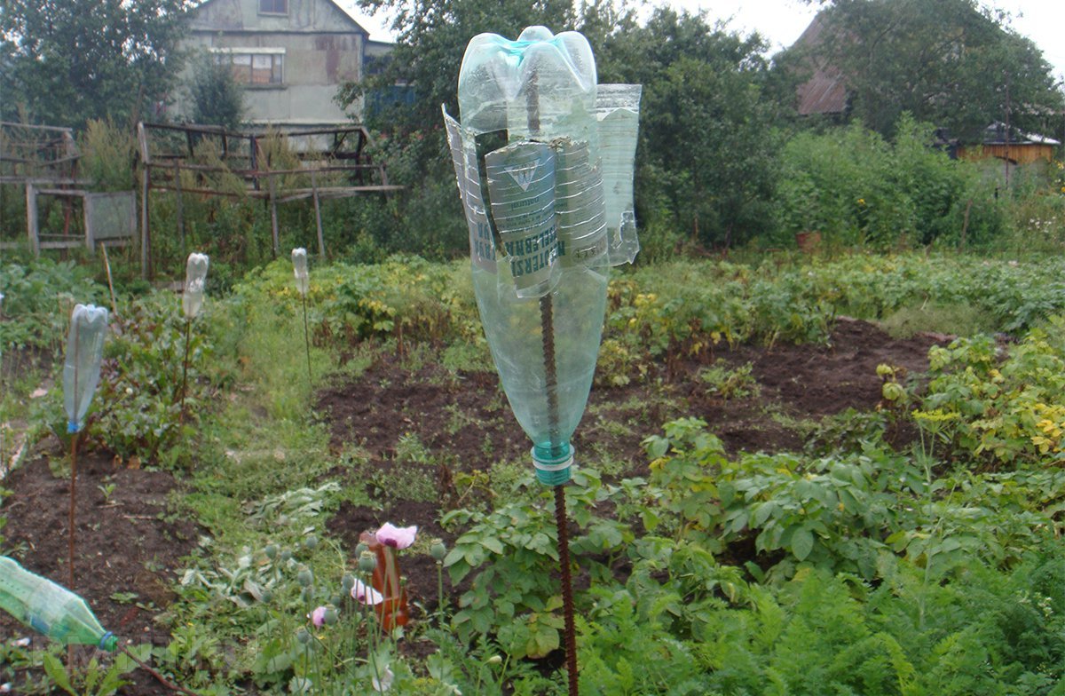 Як боротися з кротами та мурахами на подвір'ї