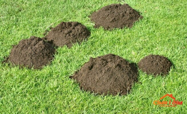 Ефективні Методики та Засоби Боротьби з Кротами на Вашій Ділянці