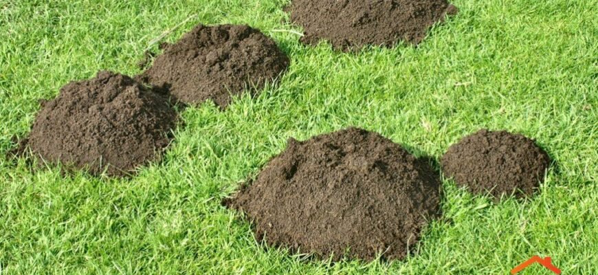 Ефективні Методики та Засоби Боротьби з Кротами на Вашій Ділянці