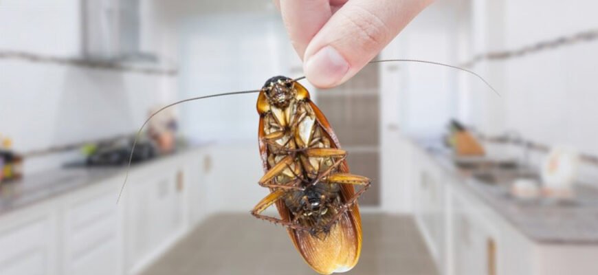 Ефективні пастки від тарганів: як позбутися шкідників швидко і назавжди