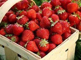 Садовий лікар! Захищаємо полуницю від кліща - корисні статті про ...