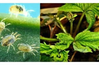 Ефективні препарати для боротьби з кліщем на полуниці: огляд засобів