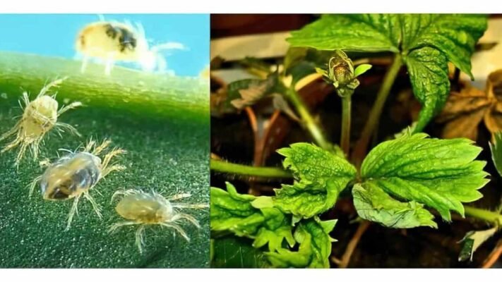 Ефективні препарати для боротьби з кліщем на полуниці: огляд засобів