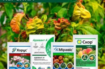 Ефективні препарати для боротьби з кучерявістю листя персика