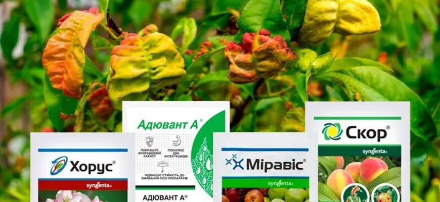 Ефективні препарати для боротьби з кучерявістю листя персика