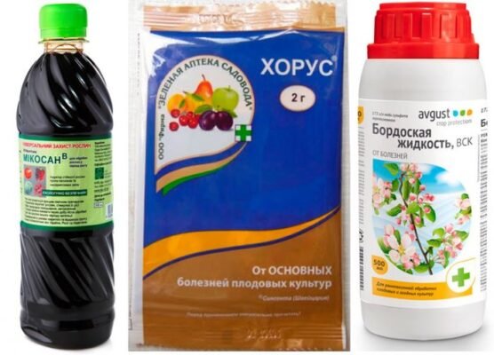 Ефективні препарати для боротьби з моніліозом абрикосів: огляд та поради