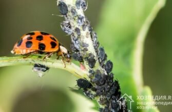 Ефективні препарати для боротьби з тлею: огляд та поради вибору