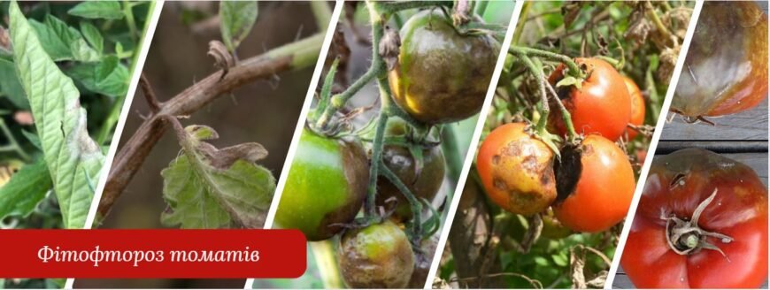 Ефективні препарати для захисту рослин від фітофтори: огляд та поради