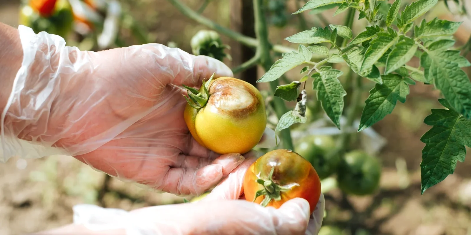 Коли і чим обробляти помідори від фітофтори у червні - FarmVi