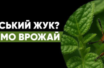 Ефективні препарати від колорадського жука: як обрати засіб для захисту врожаю