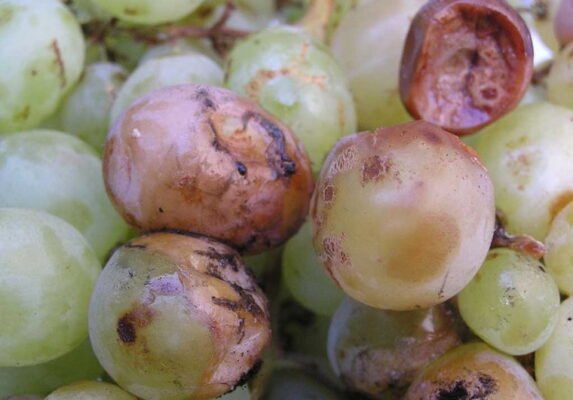 Ефективні препарати від сірої гнилі на винограді: огляд і рекомендації