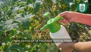 Ефективні препарати від трипсів: огляд засобів для захисту рослин