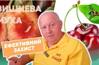 Ефективні препарати від вишневої мухи: захист вашого саду гарантовано