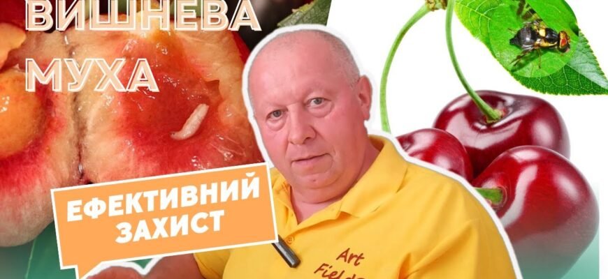 Ефективні препарати від вишневої мухи: захист вашого саду гарантовано