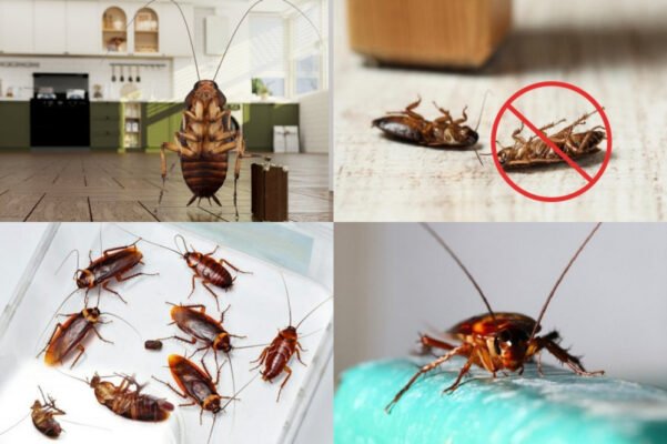 Ефективні професійні засоби для боротьби з тарганами: огляд і поради