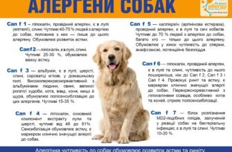 Ефективні рішення для лікування алергії у собак: поради і засоби