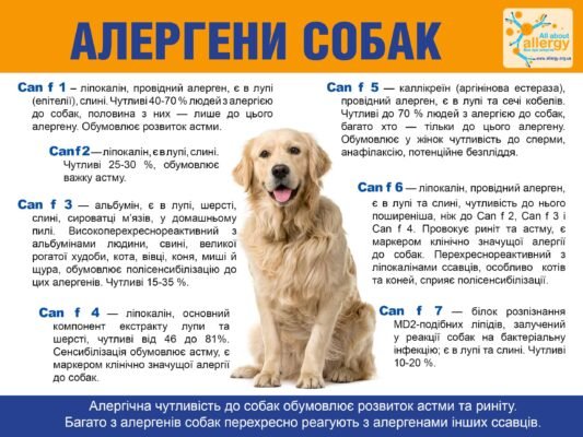 Ефективні рішення для лікування алергії у собак: поради і засоби