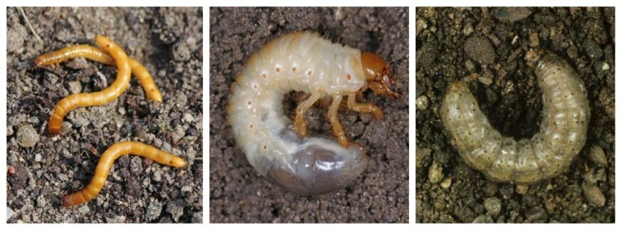 Ефективні таблетки для боротьби з хрущем: вибір та застосування