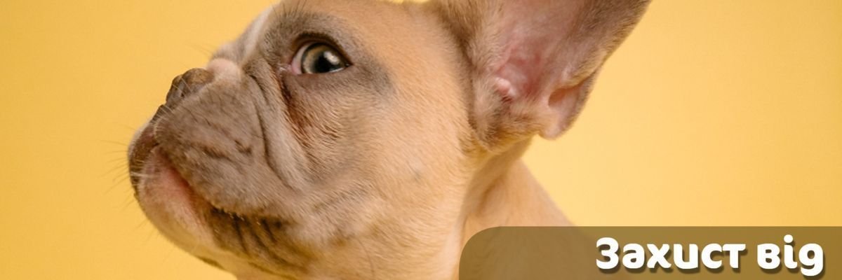 Захист від бліх та кліщів🐱🐶 | СТЕМАР Новини