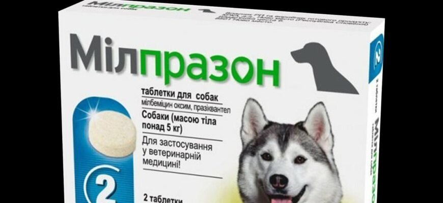 Ефективні таблетки від гельмінтів для собак: вибір та поради ветеринара