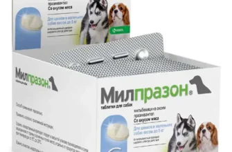 Ефективні таблетки від сказу для собак: найкращі засоби та поради